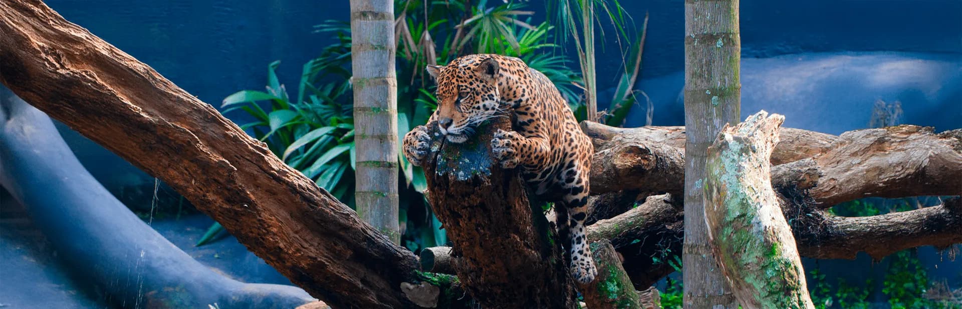 Zoológico de São Paulo: passeio educativo na capital