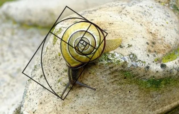 Sequência de Fibonacci: A Matemática da Natureza e da Proporção Áurea